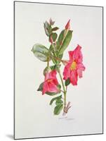 Passiflora Princess Eugenia, C.1980-Brenda Moore-Mounted Giclee Print