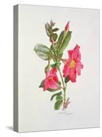 Passiflora Princess Eugenia, C.1980-Brenda Moore-Stretched Canvas