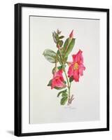 Passiflora Princess Eugenia, C.1980-Brenda Moore-Framed Premium Giclee Print