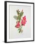 Passiflora Princess Eugenia, C.1980-Brenda Moore-Framed Premium Giclee Print