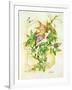 Passiflora-Linda Ravenscroft-Framed Giclee Print