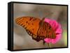 Passion Butterfly-Pat Sullivan-Framed Stretched Canvas