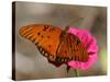 Passion Butterfly-Pat Sullivan-Stretched Canvas