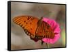 Passion Butterfly-Pat Sullivan-Framed Stretched Canvas