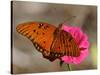 Passion Butterfly-Pat Sullivan-Stretched Canvas