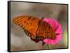 Passion Butterfly-Pat Sullivan-Framed Stretched Canvas