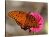 Passion Butterfly-Pat Sullivan-Stretched Canvas