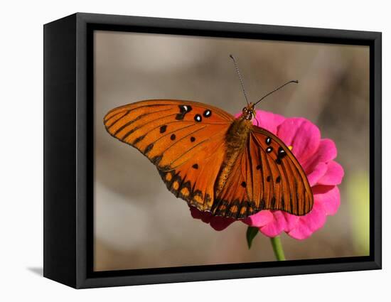 Passion Butterfly-Pat Sullivan-Framed Stretched Canvas