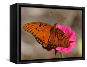 Passion Butterfly-Pat Sullivan-Framed Stretched Canvas