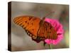 Passion Butterfly-Pat Sullivan-Stretched Canvas