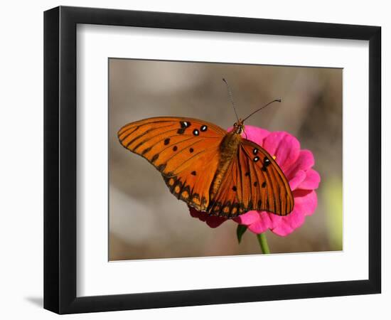 Passion Butterfly-Pat Sullivan-Framed Photographic Print
