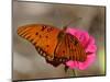 Passion Butterfly-Pat Sullivan-Mounted Photographic Print