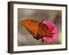 Passion Butterfly-Pat Sullivan-Framed Photographic Print