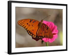 Passion Butterfly-Pat Sullivan-Framed Photographic Print