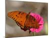 Passion Butterfly-Pat Sullivan-Mounted Photographic Print