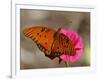 Passion Butterfly-Pat Sullivan-Framed Photographic Print