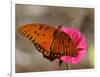 Passion Butterfly-Pat Sullivan-Framed Photographic Print