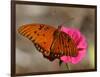 Passion Butterfly-Pat Sullivan-Framed Photographic Print