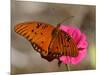 Passion Butterfly-Pat Sullivan-Mounted Photographic Print