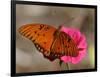 Passion Butterfly-Pat Sullivan-Framed Photographic Print