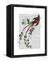 Passion Flower Bird-Fab Funky-Framed Stretched Canvas