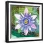 Passion Flower II-Jenny McGee-Framed Art Print