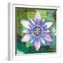 Passion Flower II-Jenny McGee-Framed Art Print