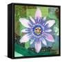 Passion Flower II-Jenny McGee-Framed Stretched Canvas