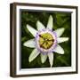 Passion Flower (Passiflora Caerulea), flowering in Spain is a species of flowering plant native...-Panoramic Images-Framed Photographic Print