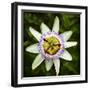 Passion Flower (Passiflora Caerulea), flowering in Spain is a species of flowering plant native...-Panoramic Images-Framed Photographic Print