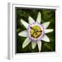 Passion Flower (Passiflora Caerulea), flowering in Spain is a species of flowering plant native...-Panoramic Images-Framed Photographic Print