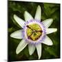 Passion Flower (Passiflora Caerulea), flowering in Spain is a species of flowering plant native...-Panoramic Images-Mounted Photographic Print