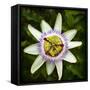 Passion Flower (Passiflora Caerulea), flowering in Spain is a species of flowering plant native...-Panoramic Images-Framed Stretched Canvas