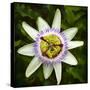 Passion Flower (Passiflora Caerulea), flowering in Spain is a species of flowering plant native...-Panoramic Images-Stretched Canvas