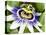 Passion Flower (Passiflora Caerulea)-Adrian Bicker-Stretched Canvas