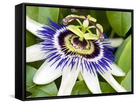 Passion Flower (Passiflora Caerulea)-Adrian Bicker-Framed Stretched Canvas