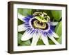 Passion Flower (Passiflora Caerulea)-Adrian Bicker-Framed Premium Photographic Print