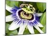 Passion Flower (Passiflora Caerulea)-Adrian Bicker-Mounted Premium Photographic Print