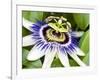 Passion Flower (Passiflora Caerulea)-Adrian Bicker-Framed Photographic Print