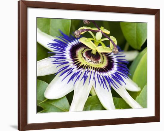 Passion Flower (Passiflora Caerulea)-Adrian Bicker-Framed Photographic Print