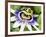 Passion Flower (Passiflora Caerulea)-Adrian Bicker-Framed Photographic Print