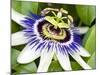 Passion Flower (Passiflora Caerulea)-Adrian Bicker-Mounted Photographic Print