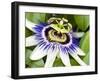 Passion Flower (Passiflora Caerulea)-Adrian Bicker-Framed Photographic Print