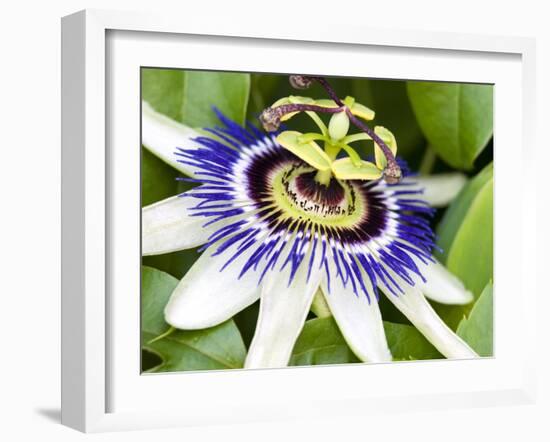 Passion Flower (Passiflora Caerulea)-Adrian Bicker-Framed Photographic Print