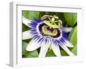 Passion Flower (Passiflora Caerulea)-Adrian Bicker-Framed Photographic Print