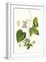 White Frame