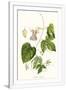 Gramercy White