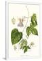 Gramercy White