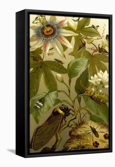 Passion Flower with Insects-F.W. Kuhnert-Framed Stretched Canvas