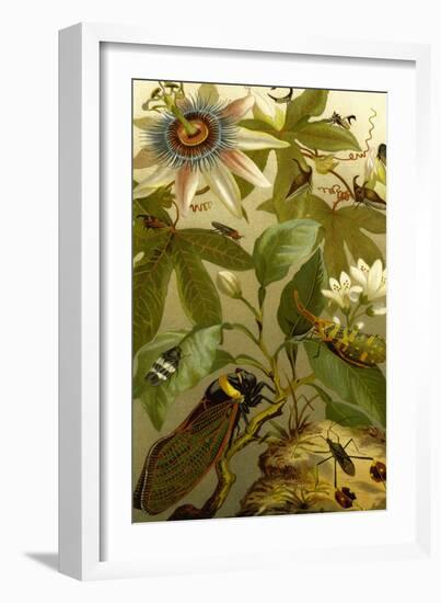 Passion Flower with Insects-F.W. Kuhnert-Framed Art Print